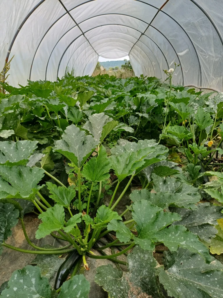 Semis de courgettes et de courges