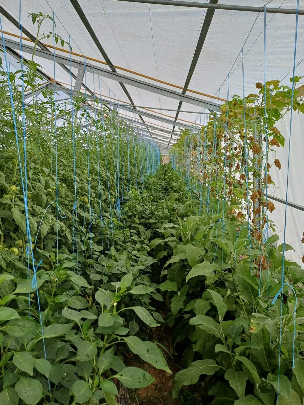 Fleurs de courgettes sous la serre