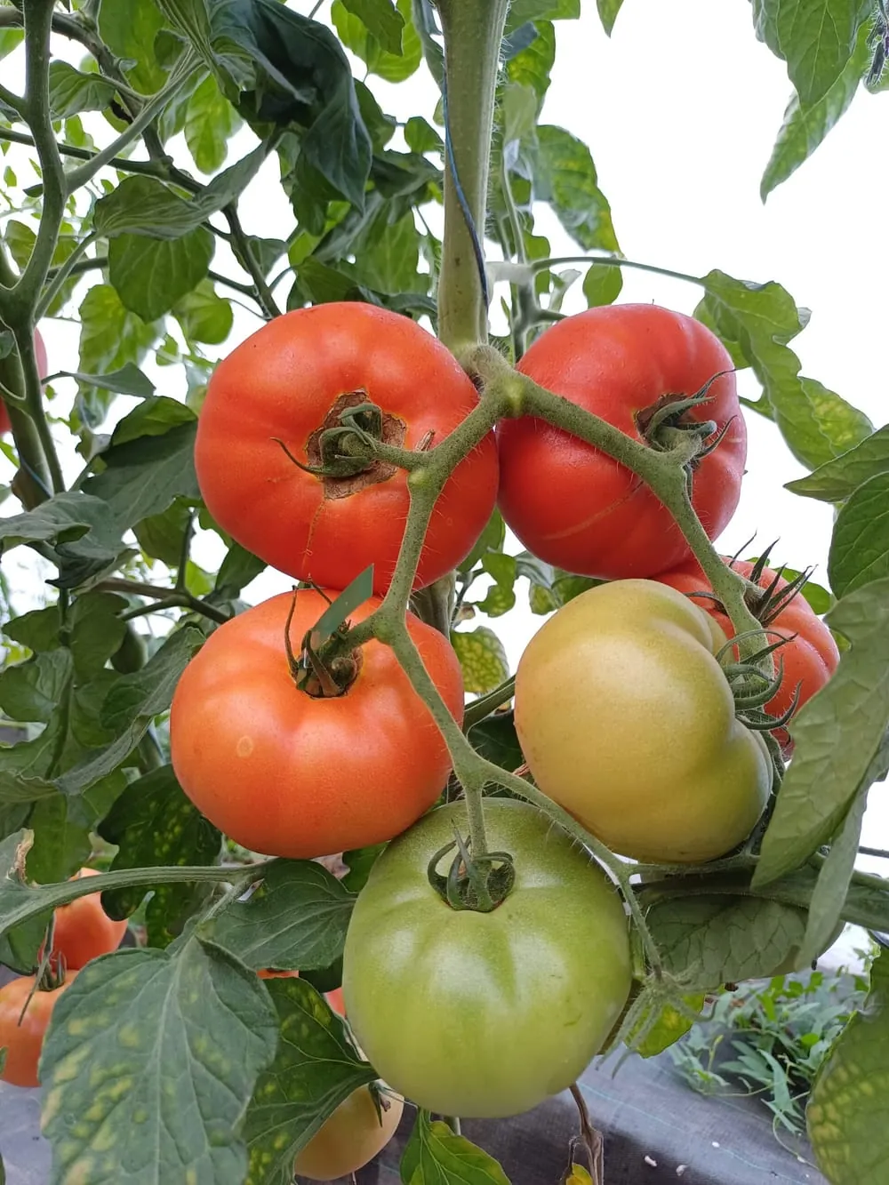 Semis alvéolés de salades vertes
