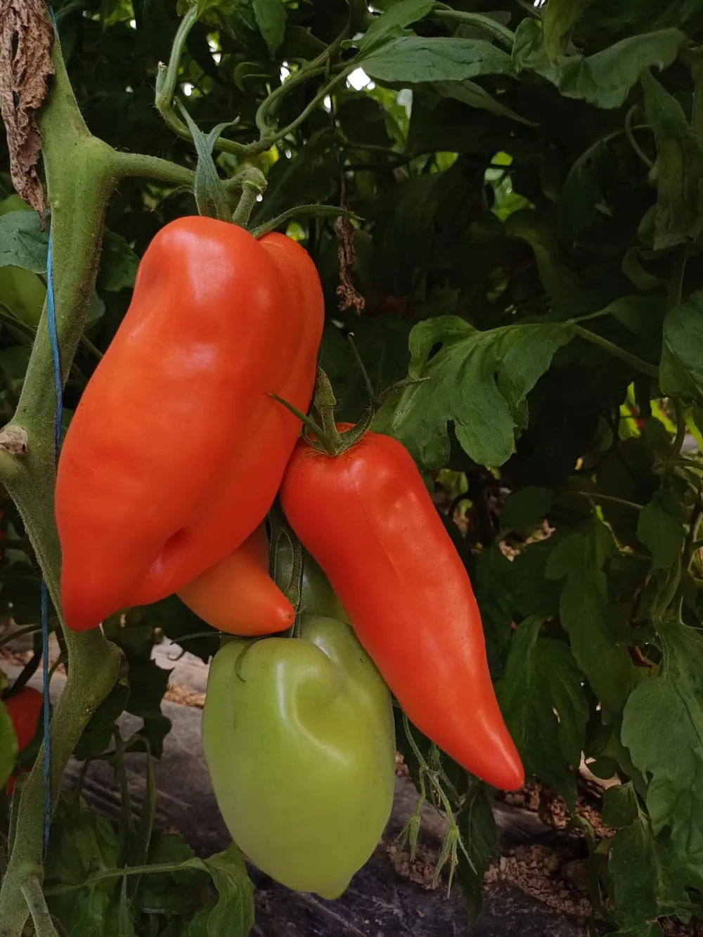 Jeunes plants de tomates en terre