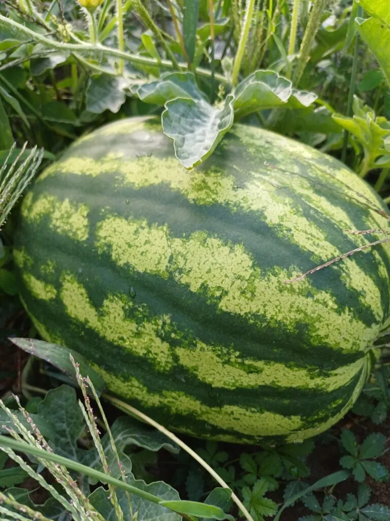 Melons et pastèques du potager