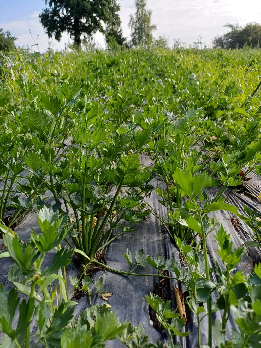 Fleurs et faune pollinisatrice au potager