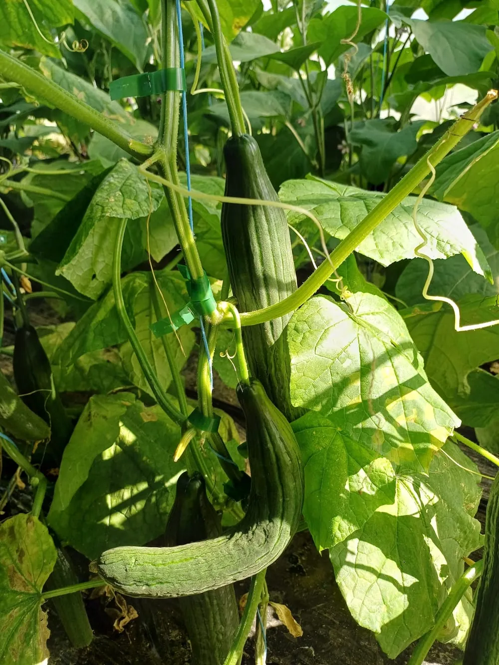 Récolte de Butternuts sous le soleil