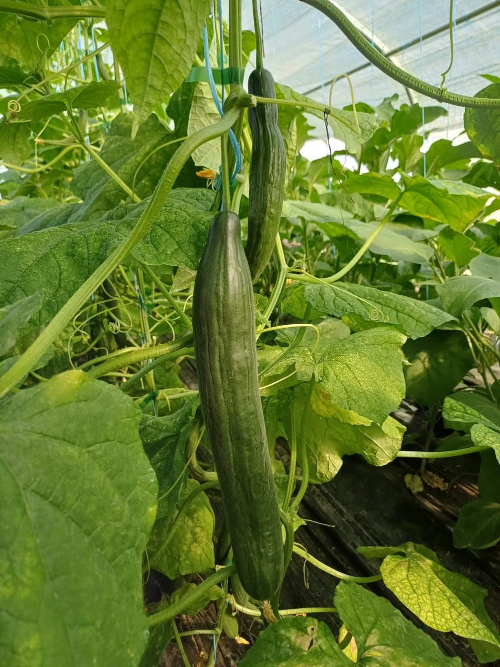 Courges Potimarrons prêtes pour la vente