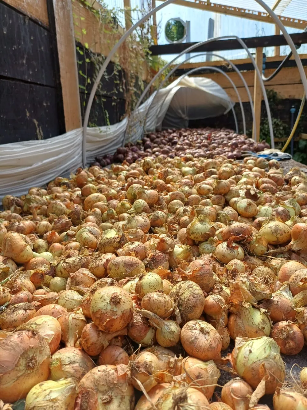 Récolte de tomates anciennes
