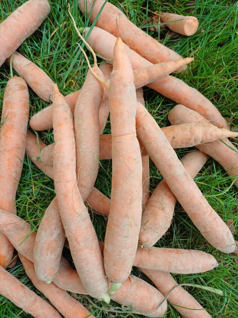 Récolte de carottes et pommes de terre