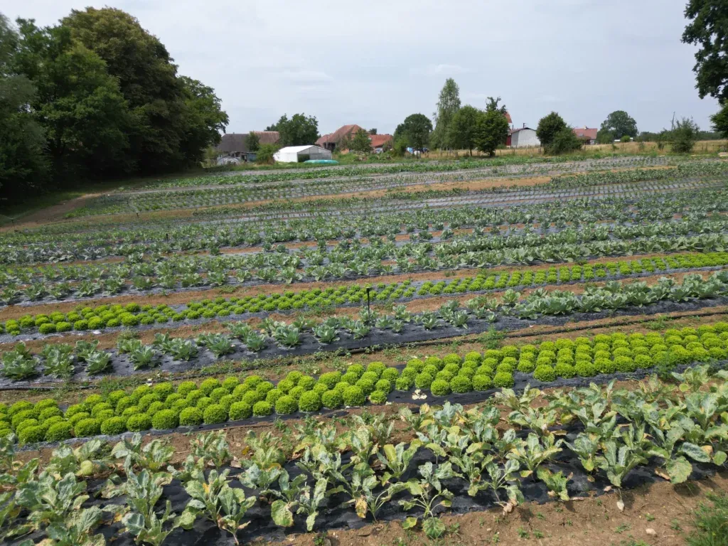 Les serres maraîchères sous un beau ciel