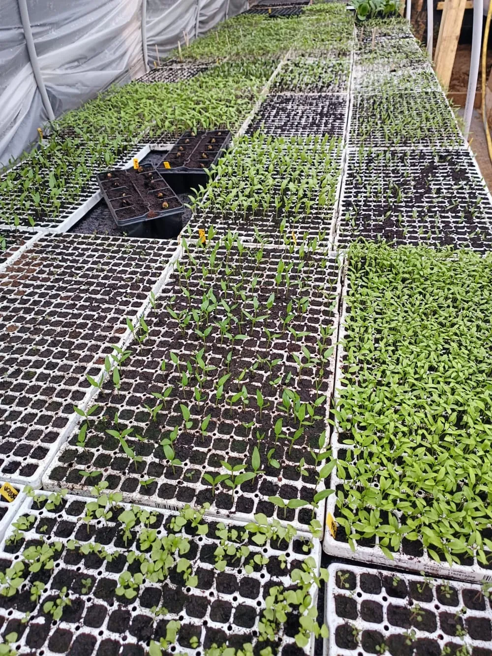 Développement des jeunes plants de légumes