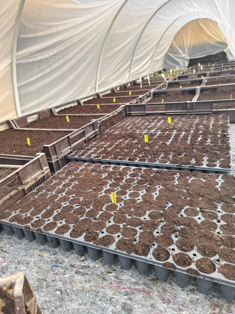 Variété de jeunes plants en godets
