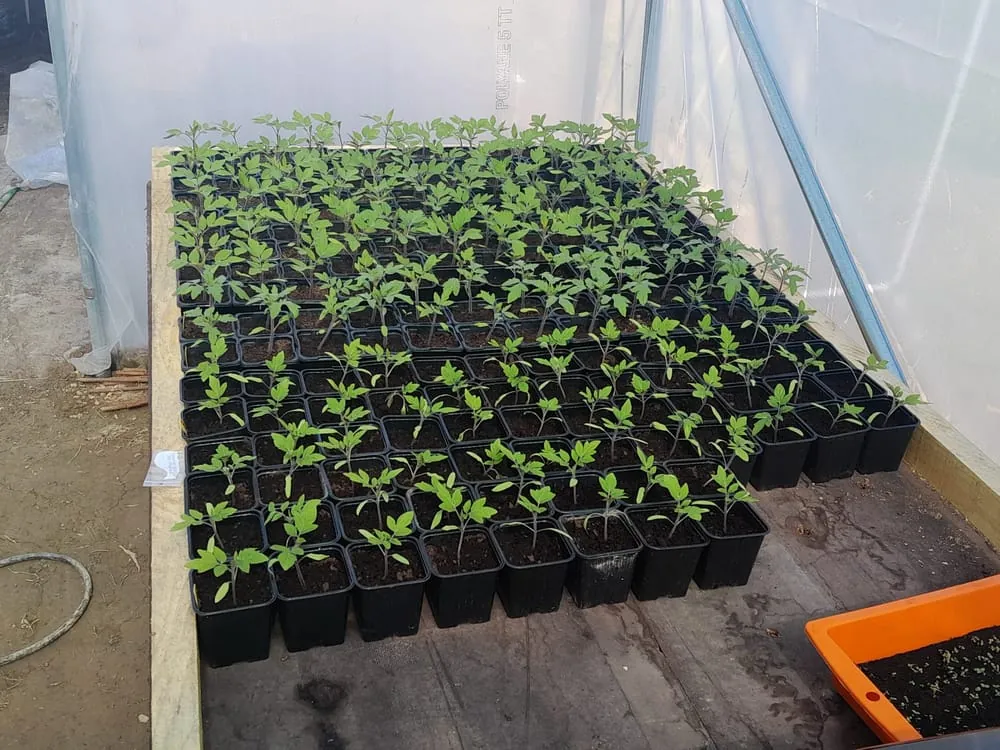 Semis de tomates prêtes à repiquer