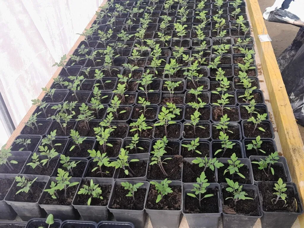 Semis de tomates à découvrir