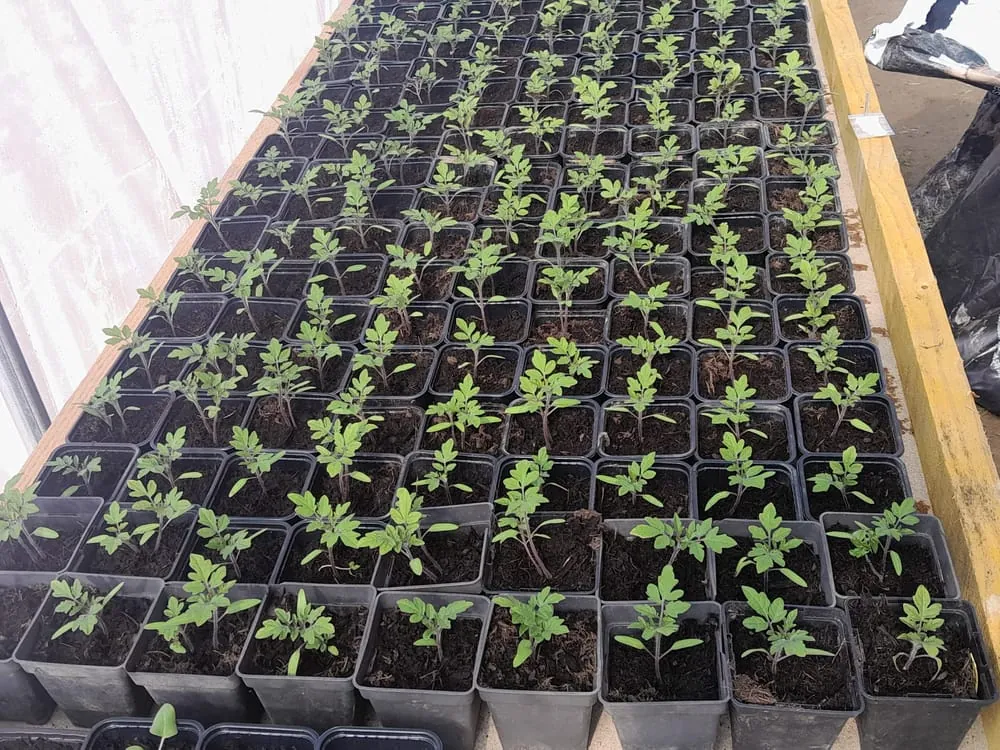 Trays de semis de courgettes et courges