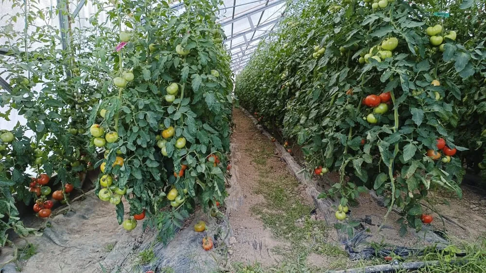 Vue panoramique sur les champs cultivés