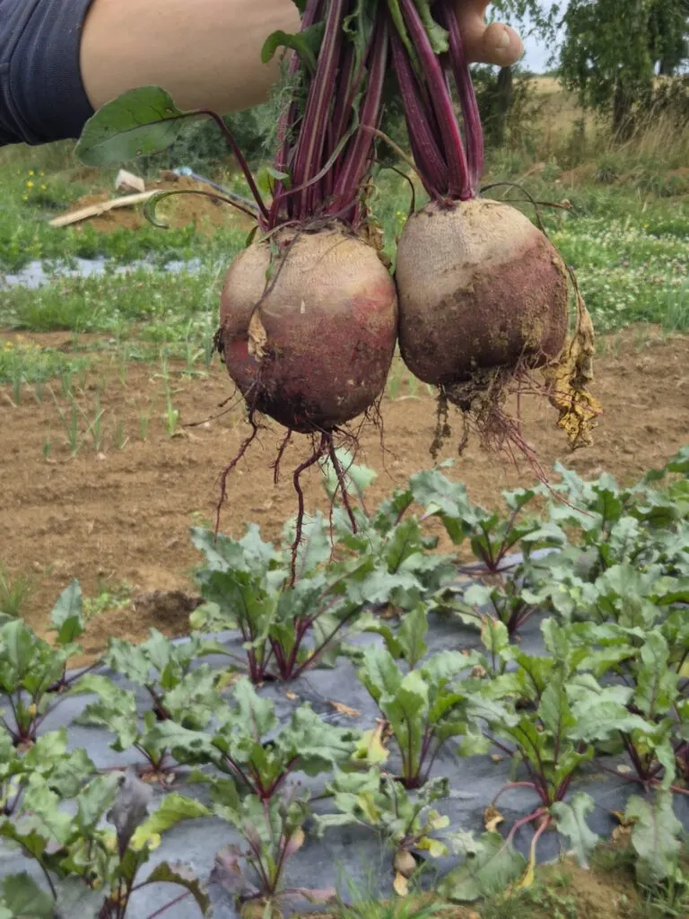 Betteraves rouges fraîches