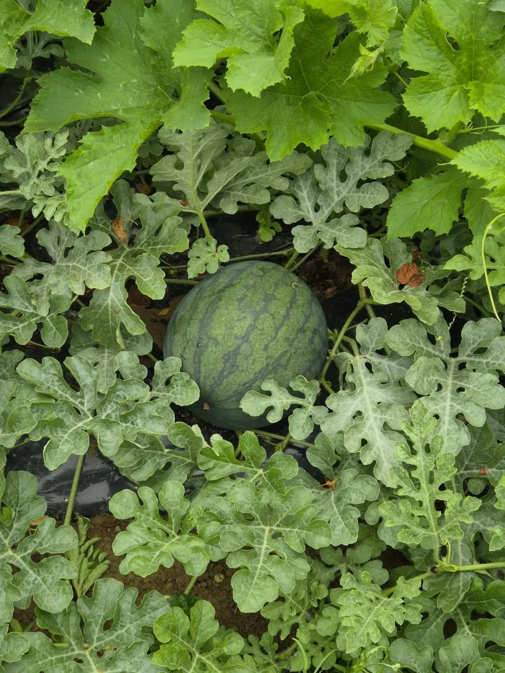 Semis de melons, pastèque et rhubarbe