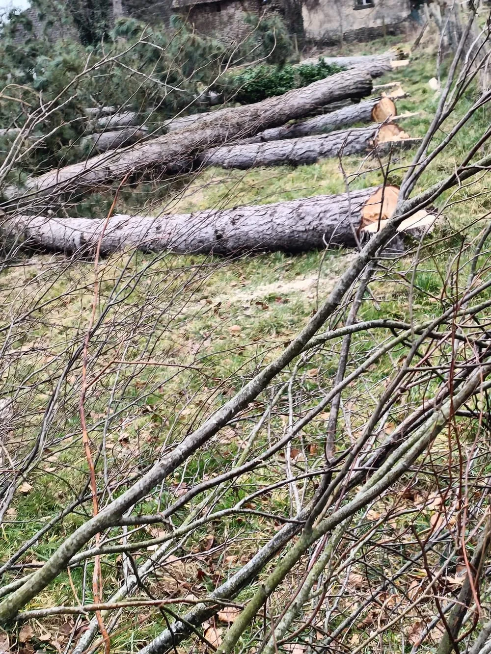 Parcelles prêtes pour la plantation
