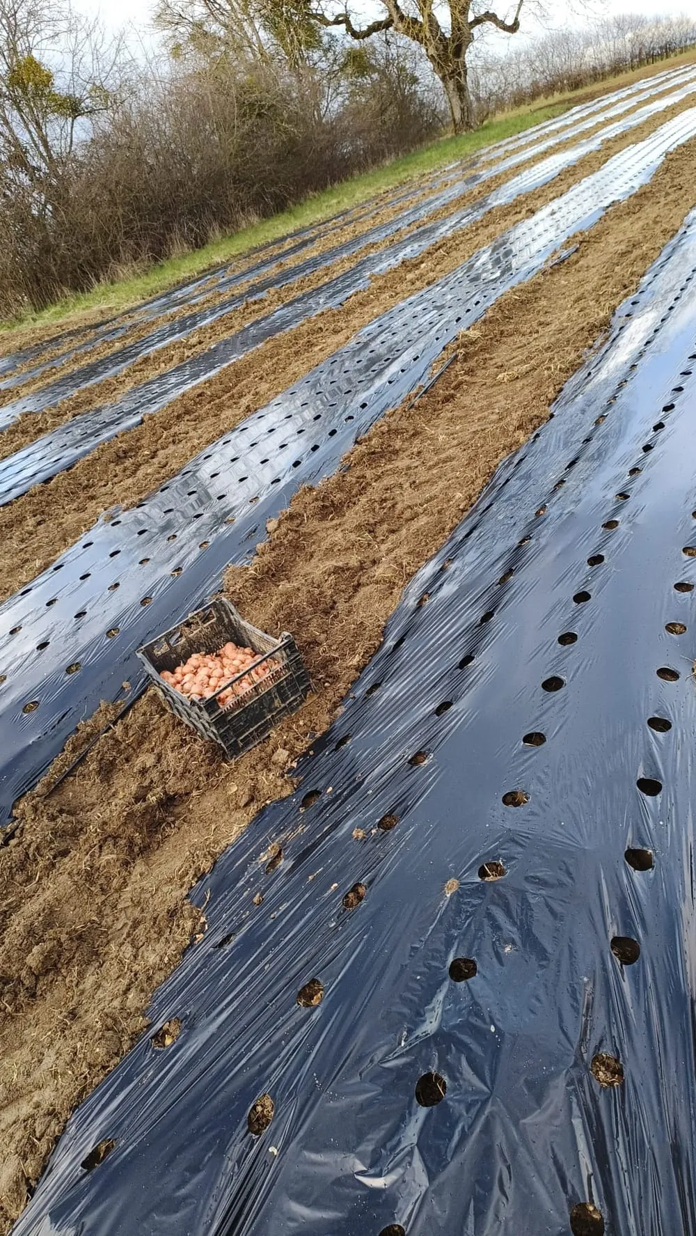 Irrigation des parcelles de culture