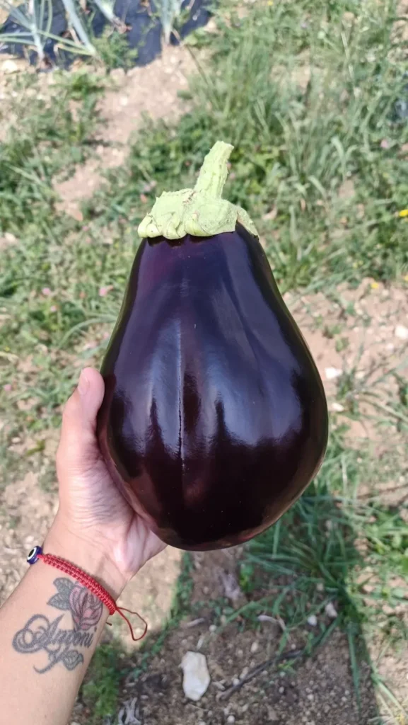 Semis de concombre, d'aubergine et d'artichaud