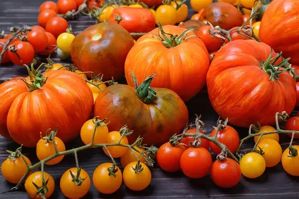Assortiment de tomates fraîches