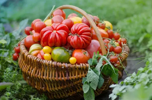 Tomates mûres sur le plant