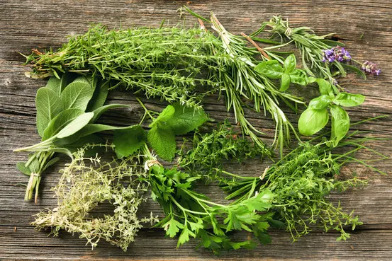 Thym, persil et basilic frais