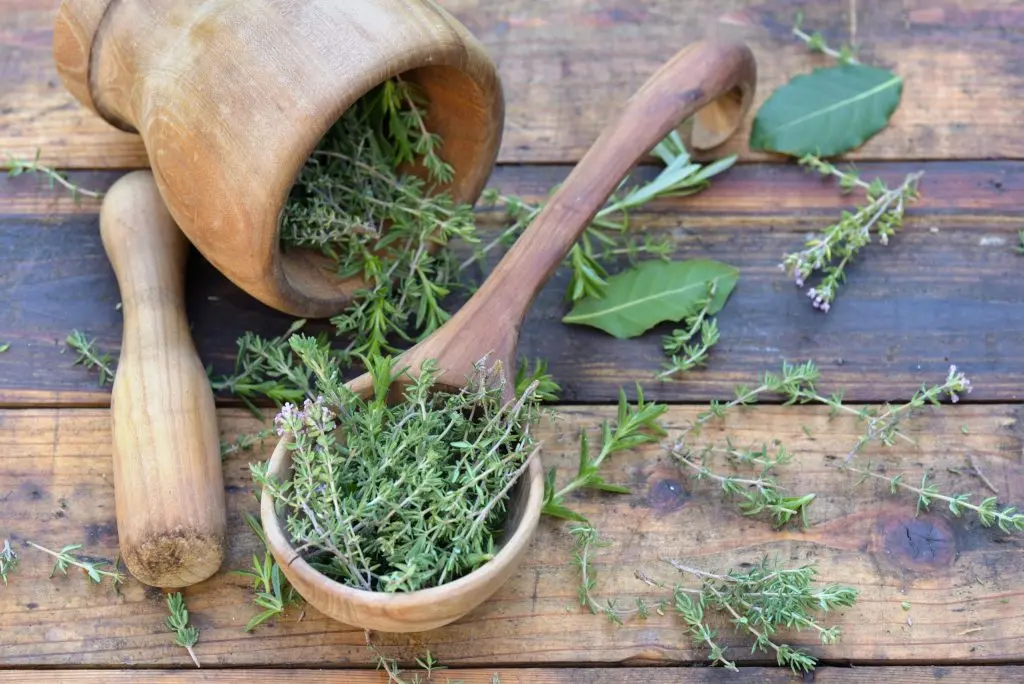 Herbes aromatiques en pot