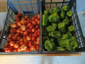 Panier de légumes frais de saison