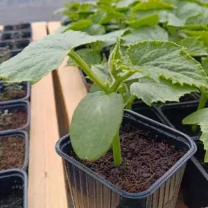Jeunes plants de légumes et semis robustes